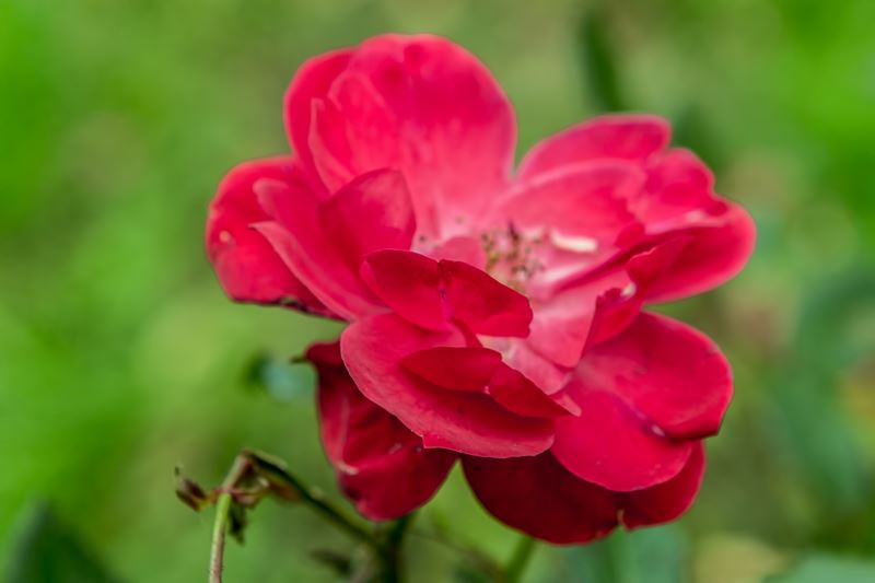 06-pink-flower.jpg